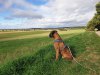 argus_dogs_copenhagen_IMG_20240623_115130