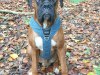 argus_dogs_copenhagen_IMG_20240623_115227