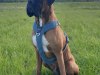 argus_dogs_copenhagen_IMG_20240623_115420