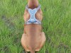 argus_dogs_copenhagen_IMG_20240623_115520