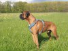 argus_dogs_copenhagen_IMG_20240623_115540