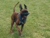 argus_dogs_copenhagen_IMG_20240623_115556