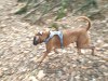 argus_dogs_copenhagen_IMG_20240623_115619