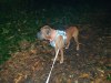 argus_dogs_copenhagen_IMG_20240623_115639