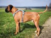 argus_dogs_copenhagen_IMG_20240623_115719