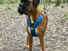argus_dogs_copenhagen_IMG_20240623_115758