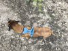 argus_dogs_copenhagen_IMG_20240623_115814