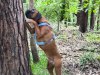argus_dogs_copenhagen_IMG_20240623_115831