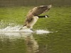 Kanadagans beim Landeanflug