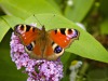 Tagpfauenauge auf Schmetterslingsflieder