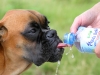 Cassius beim Trinken aus der Flasche