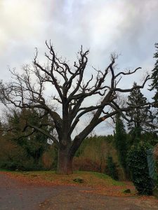 1000-jährige Eiche Burgfey