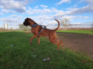 Deutscher Boxer Geschirr