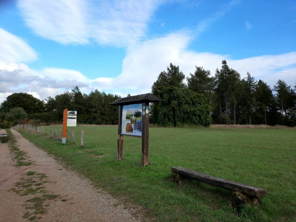 Süntelbuche in Blankenheim